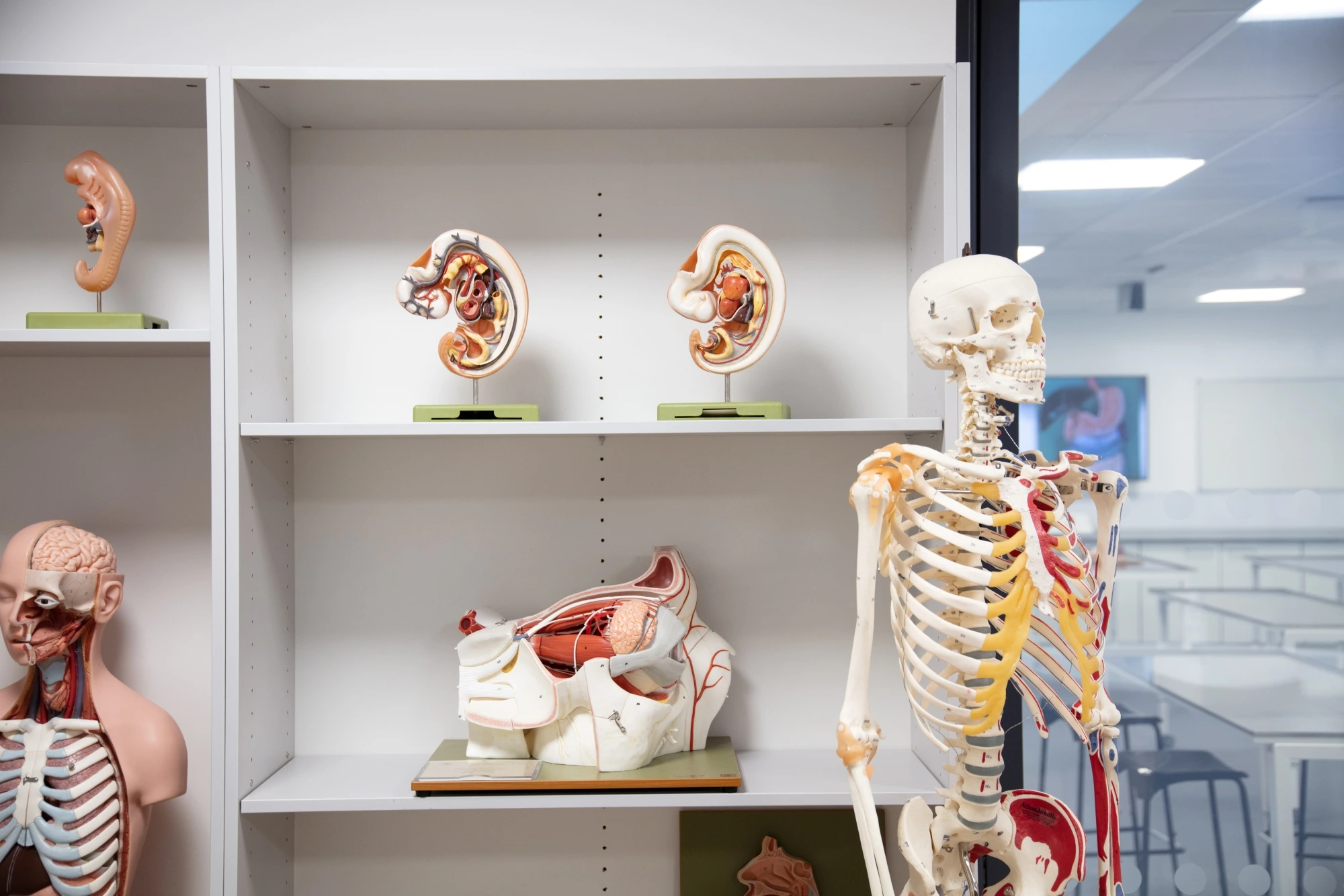 Skeleton and organ models at the Cadaveric Centre